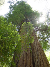 Kalifornische Redwood-Bäume